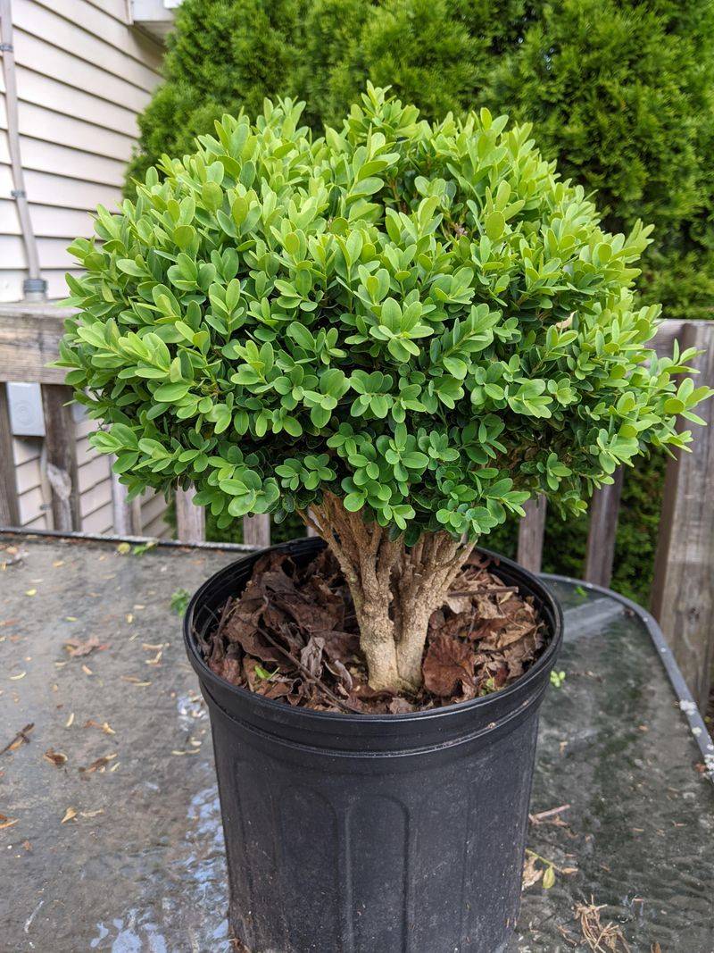 Dwarf Boxwood