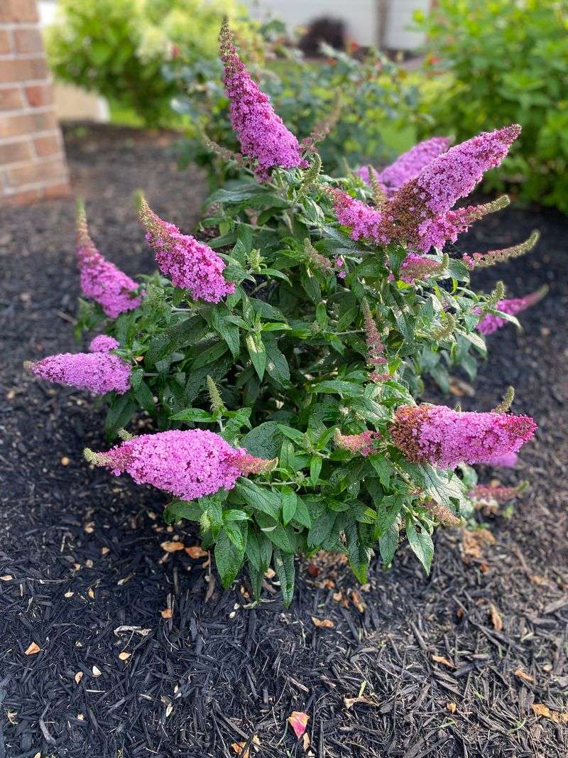 Dwarf Butterfly Bush