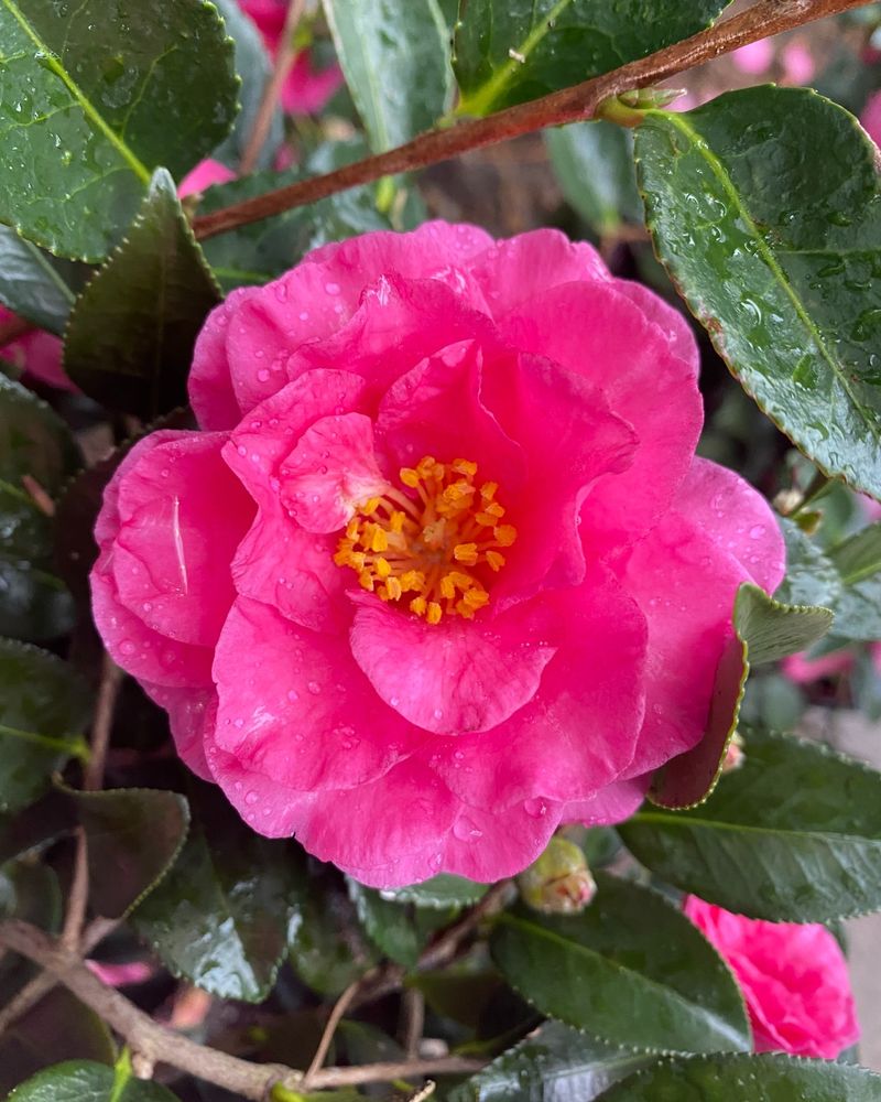 Dwarf Camellia