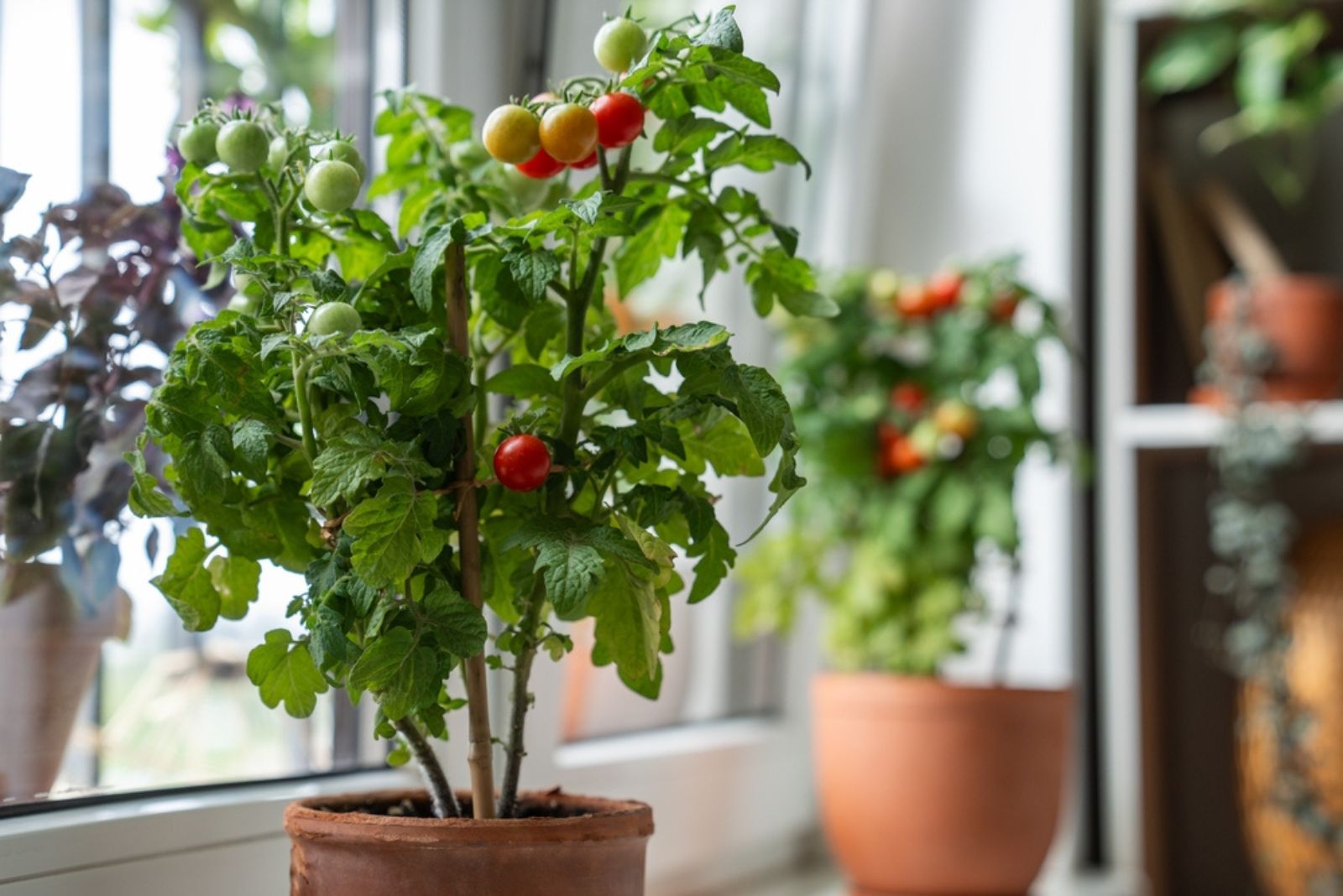 Dwarf Cherry plant in pot