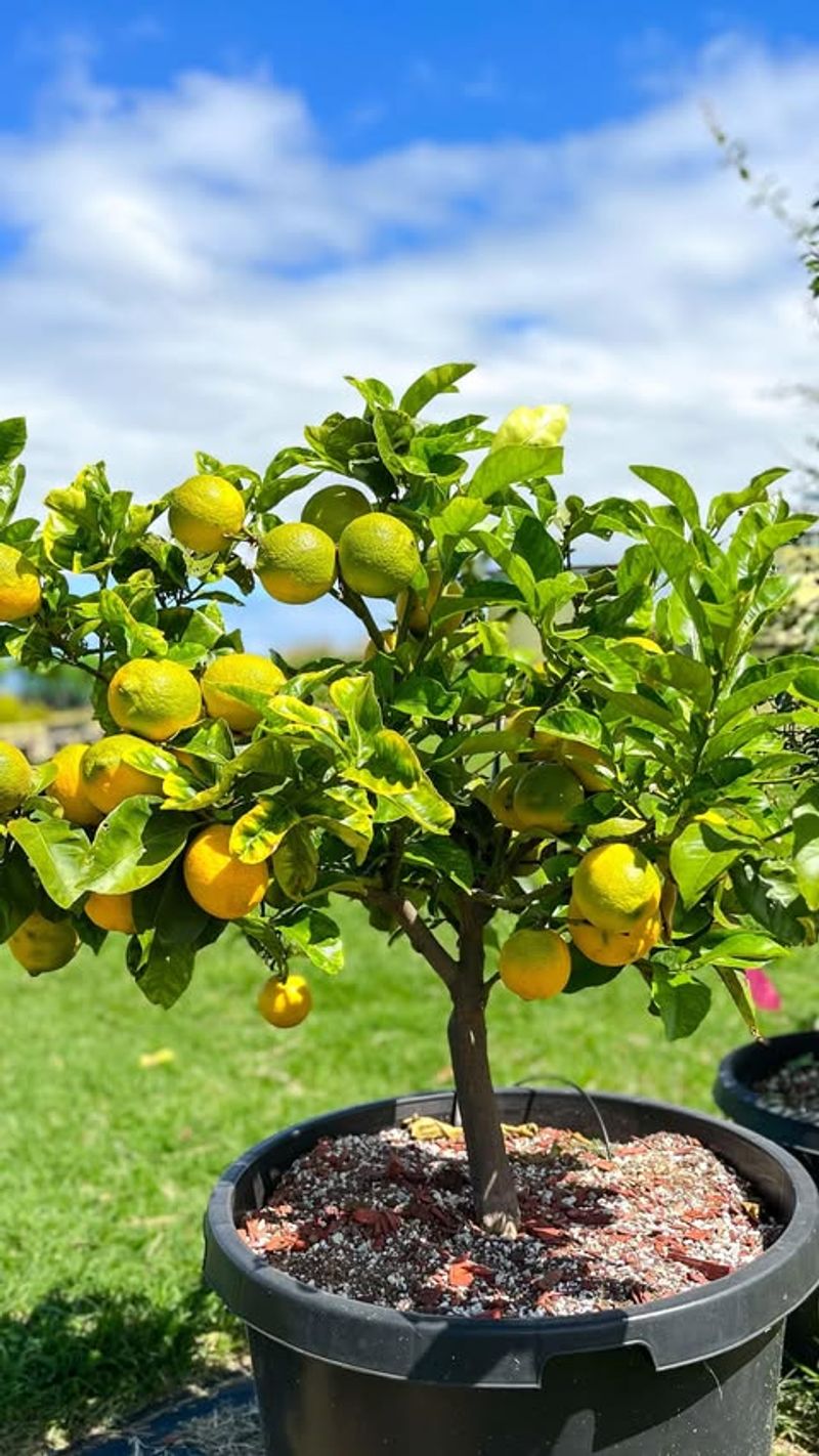 Dwarf Citrus