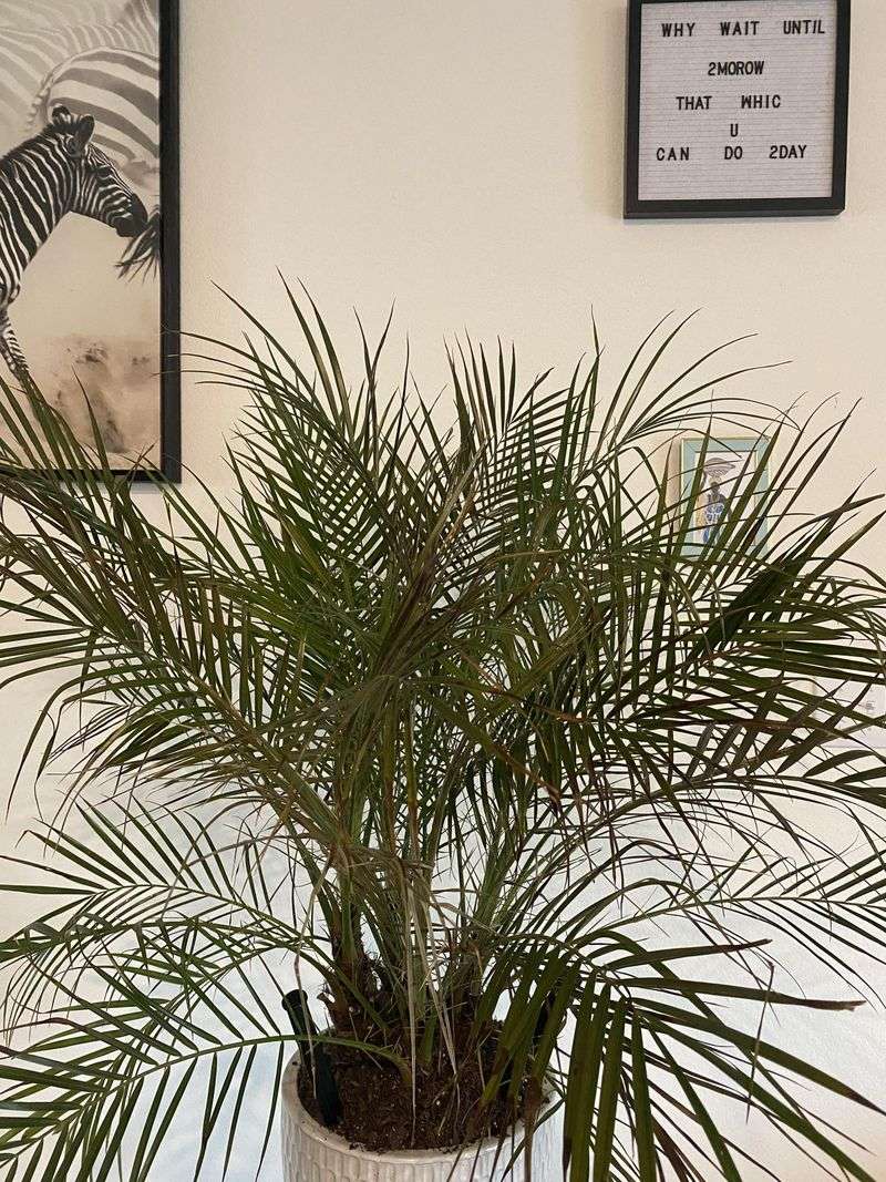 Dwarf Date Palm