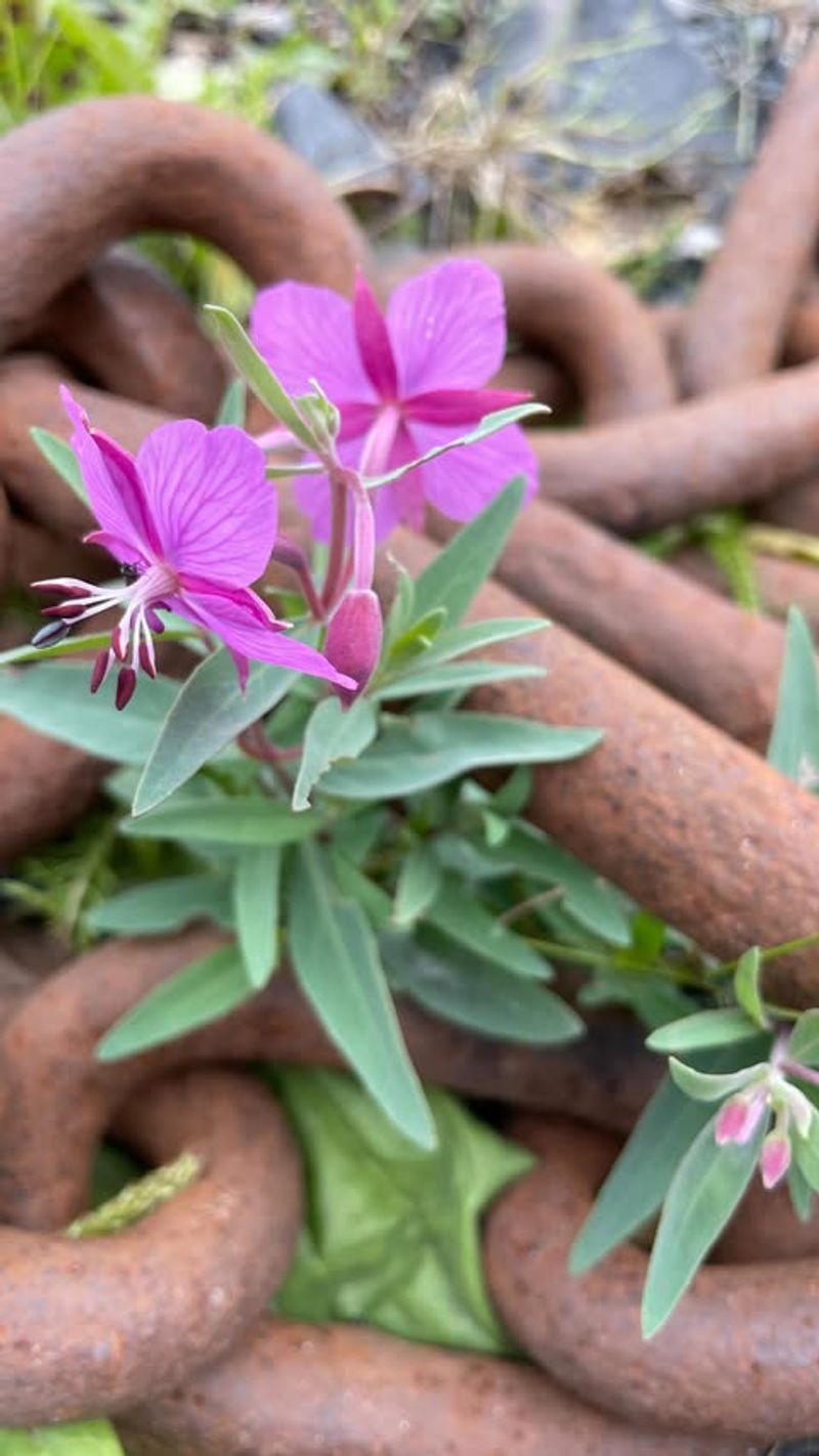 Dwarf Fireweed