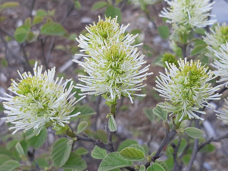 Dwarf Fothergilla