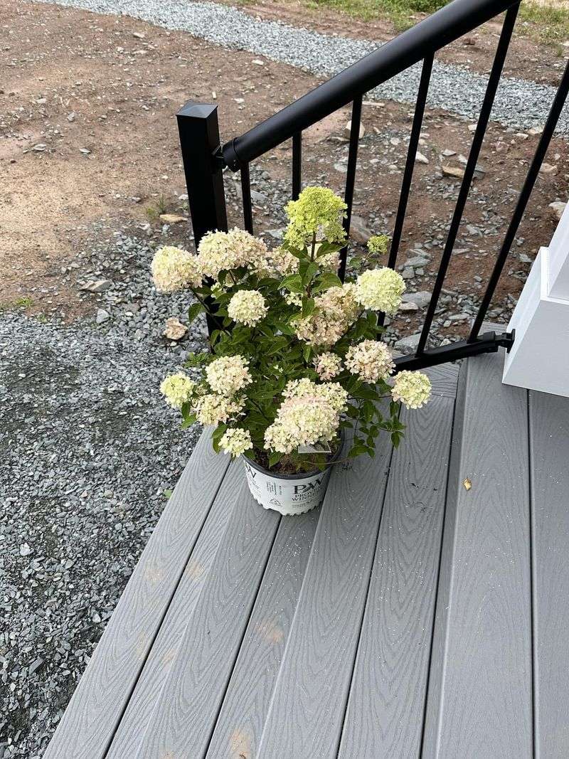 Dwarf Hydrangea