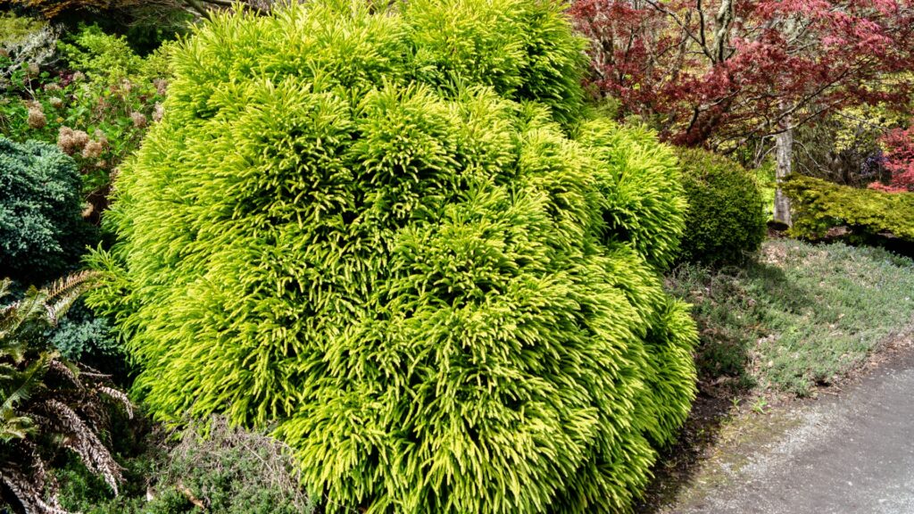 dwarf japanese cedar