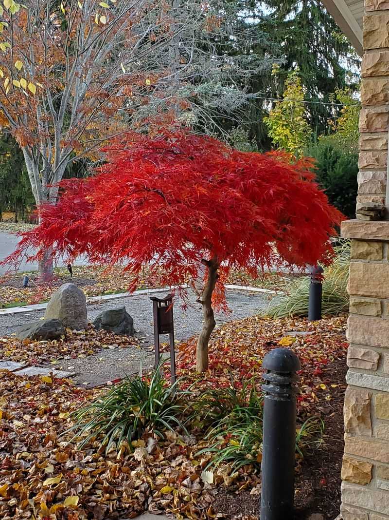 Dwarf Japanese Maple