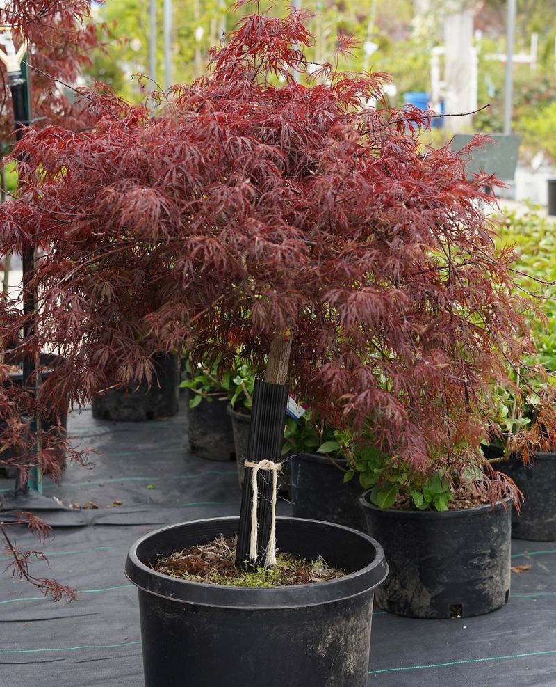 Dwarf Japanese Maple