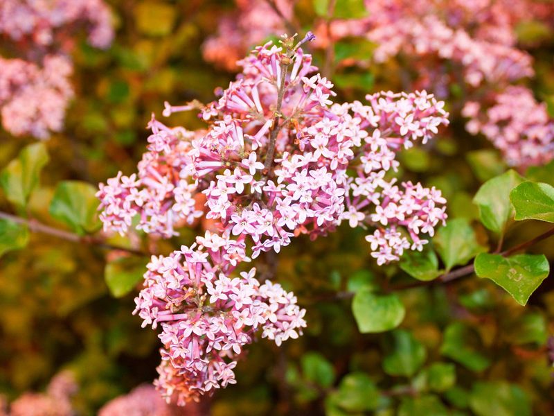 Dwarf Korean Lilac