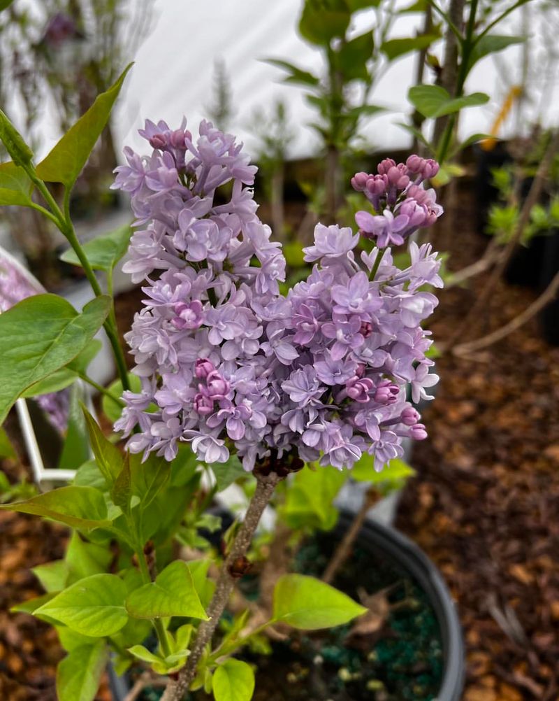 Dwarf Lilac