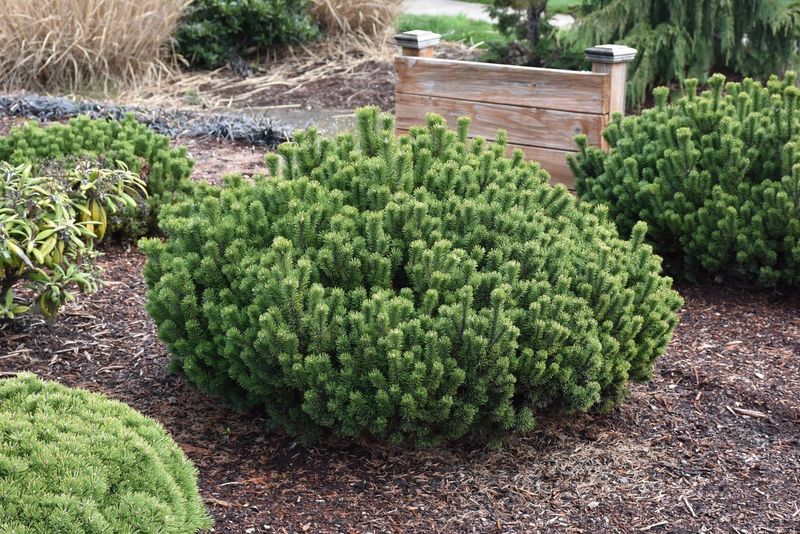 Dwarf Mugo Pine