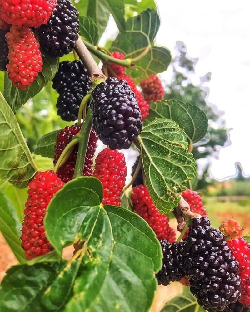 Dwarf Mulberry