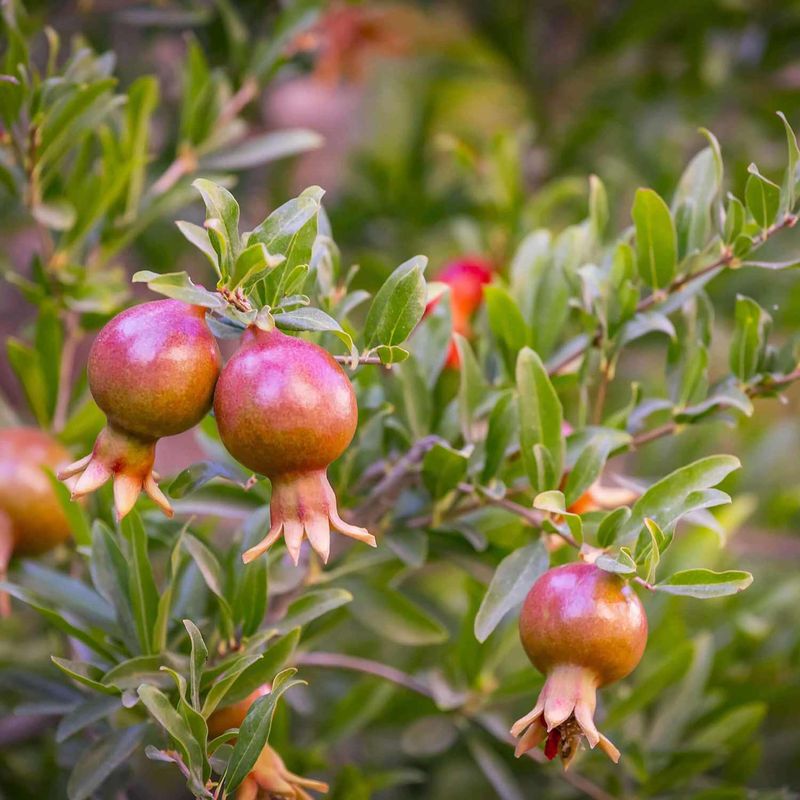 Dwarf Pomegranate