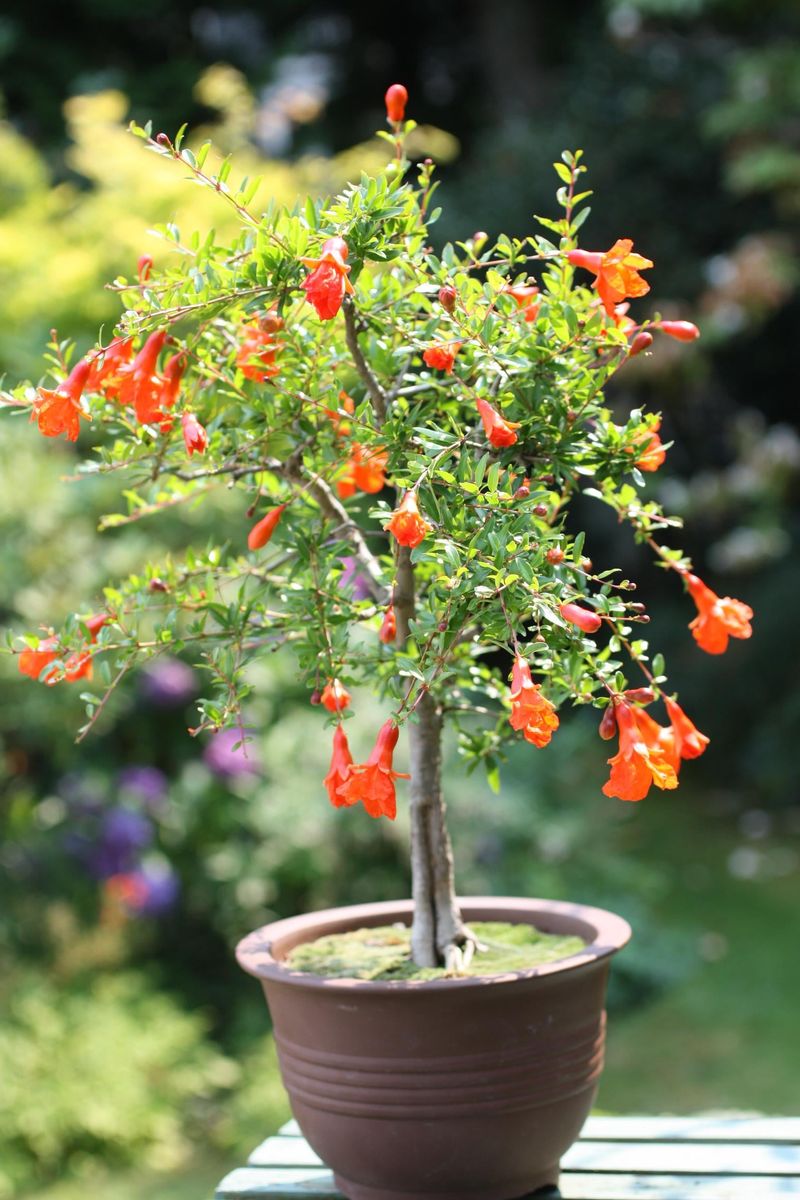 Dwarf Pomegranate