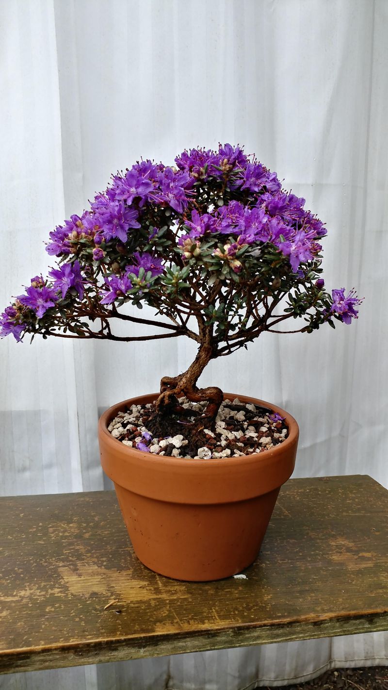 Dwarf Rhododendron