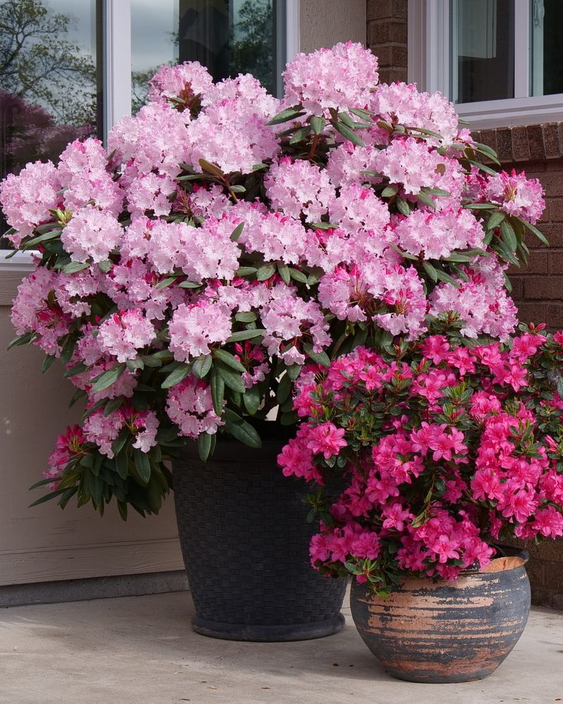 Dwarf Rhododendron