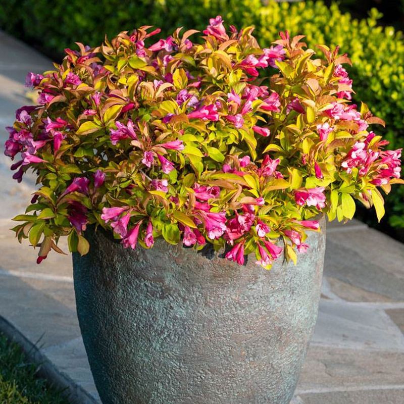 Dwarf Weigela