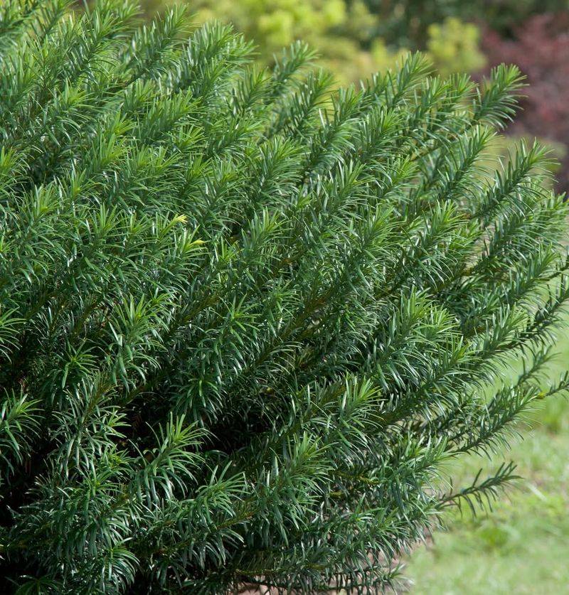 Dwarf Yew