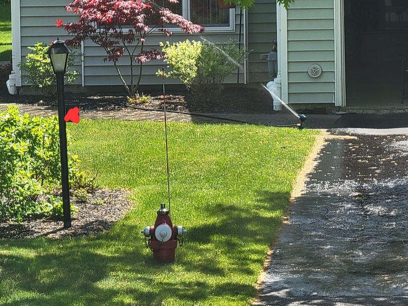 Early Morning Watering