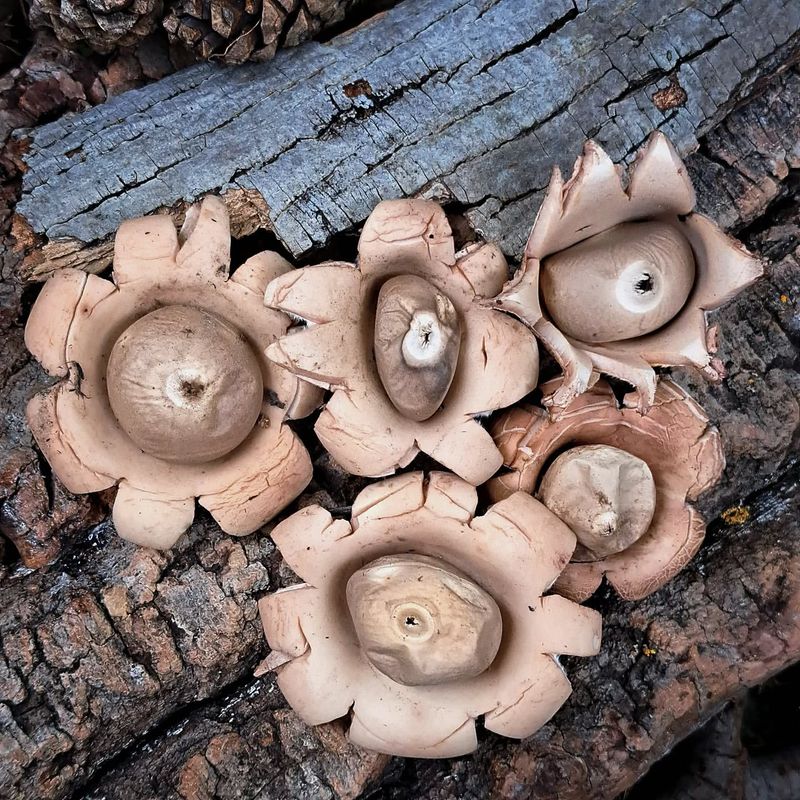 Earthstar