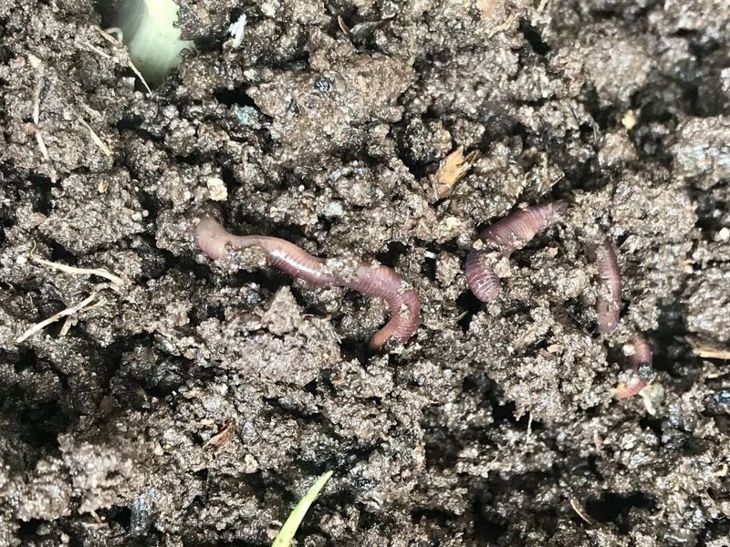 Earthworms