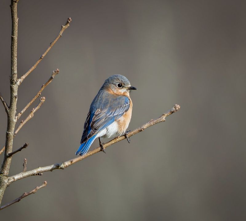 Eastern Bluebird