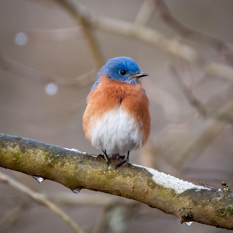 Eastern Bluebird