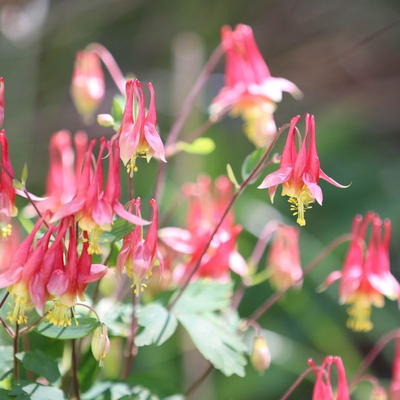 Eastern Columbine