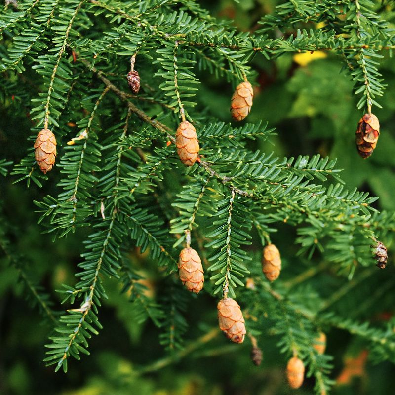 Eastern Hemlock