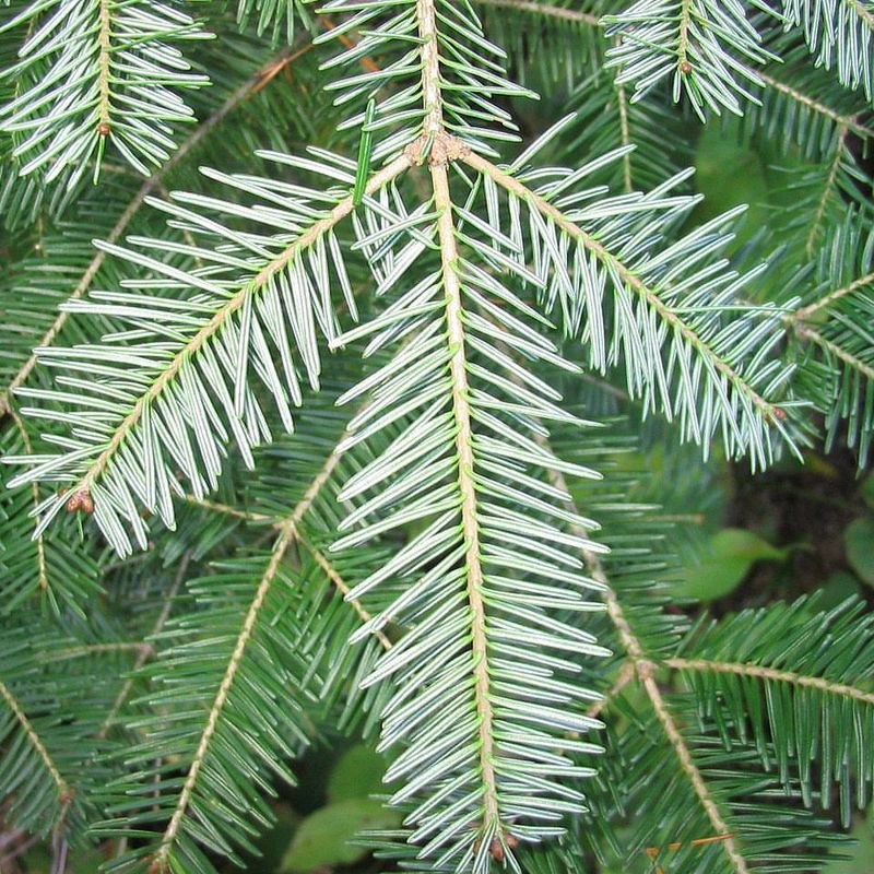 Eastern Hemlock