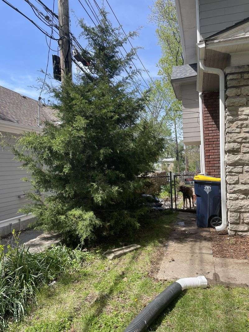 Eastern Red Cedar