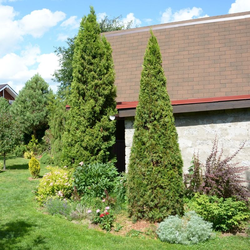 Eastern Red Cedar