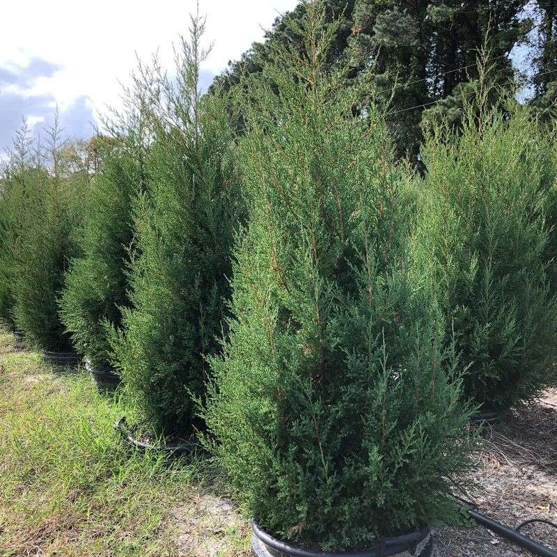 Eastern Red Cedar