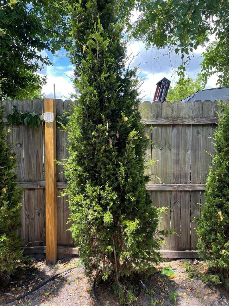 Eastern Red Cedar