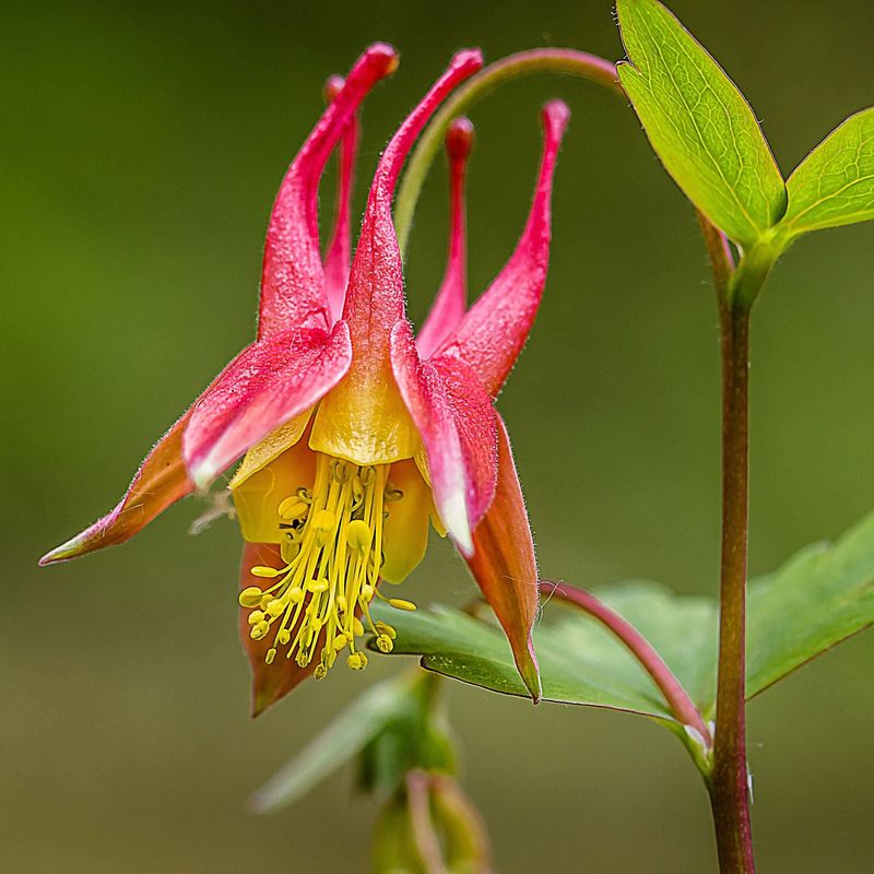 Eastern Red Columbine