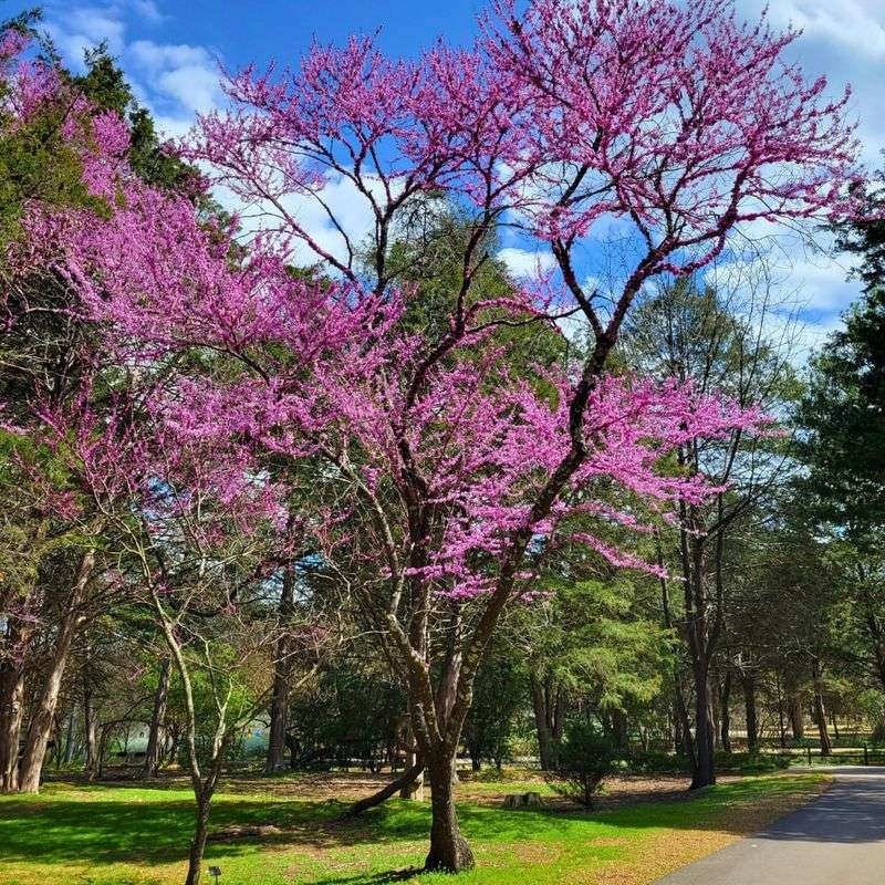 Eastern Redbud