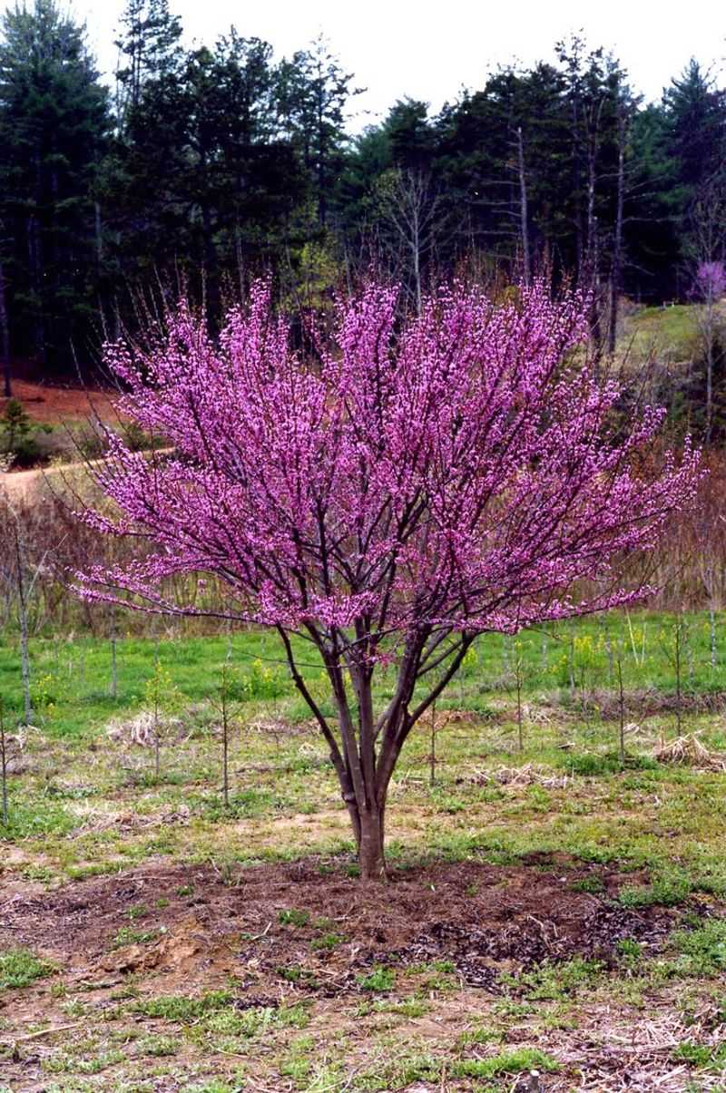 Eastern Redbud