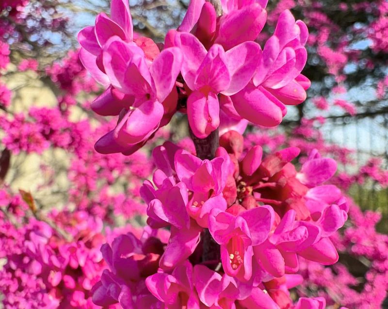 Eastern Redbud (Cercis canadensis)