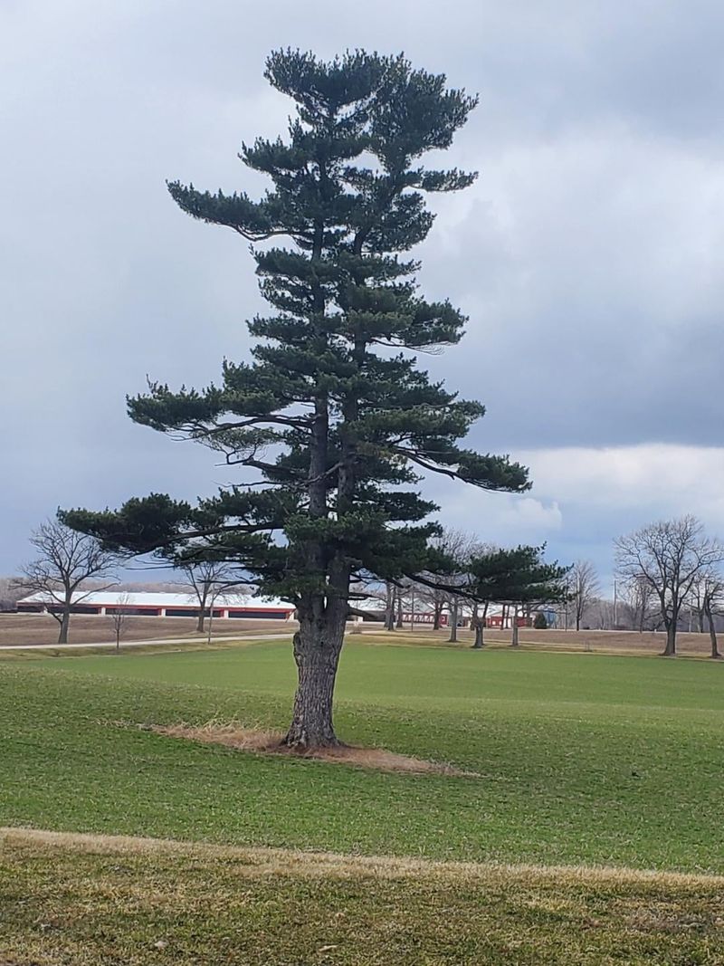 Eastern White Pine