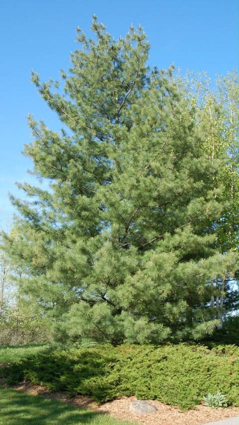 Eastern White Pine