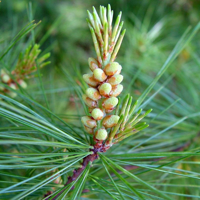 Eastern White Pine