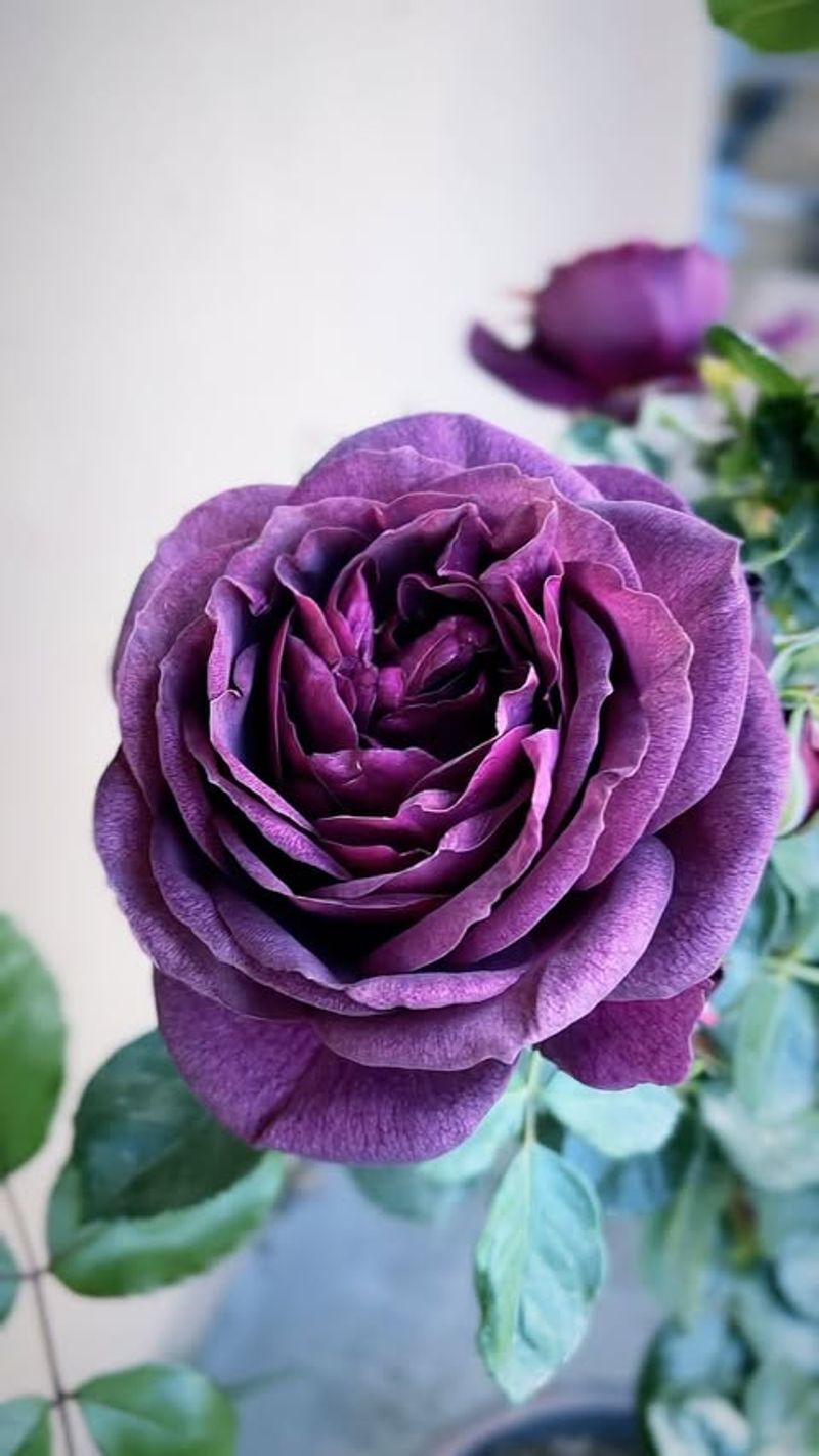 Ebb Tide Rose