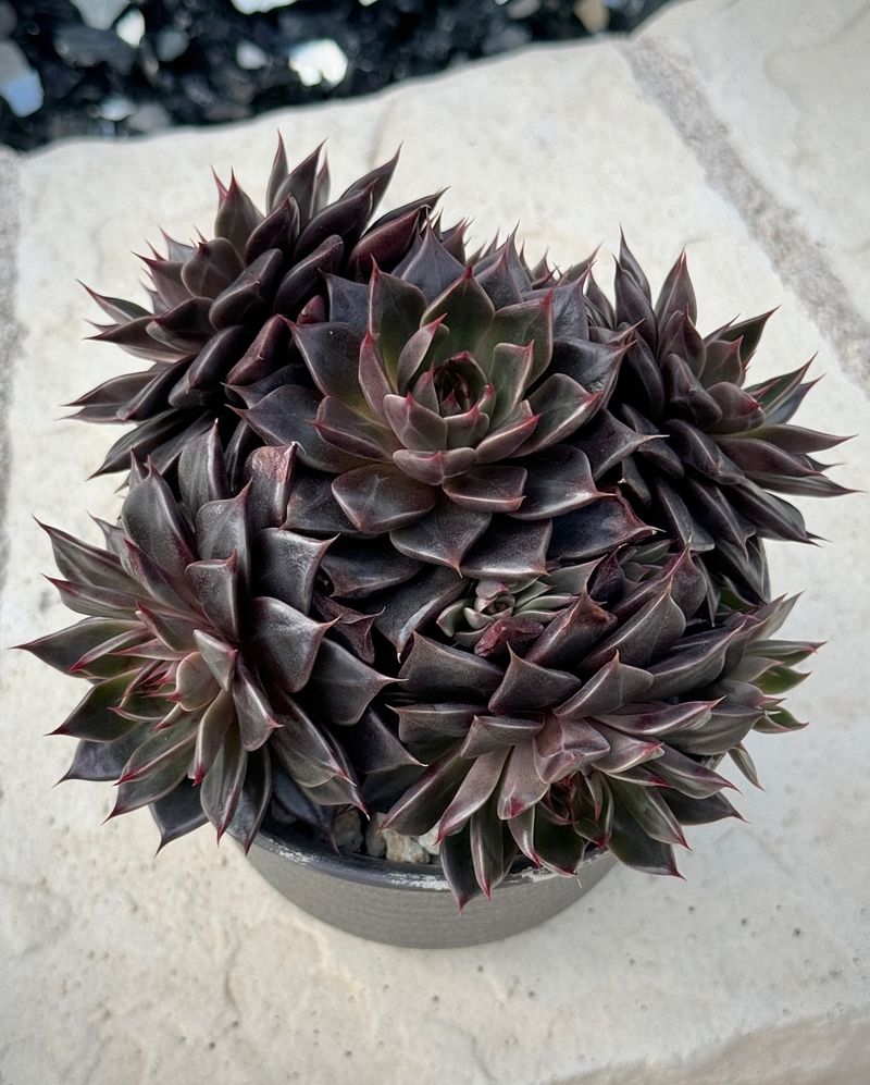 Echeveria 'Black Prince'