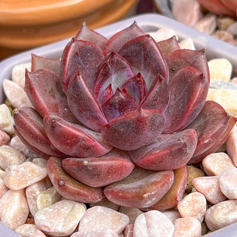 Echeveria