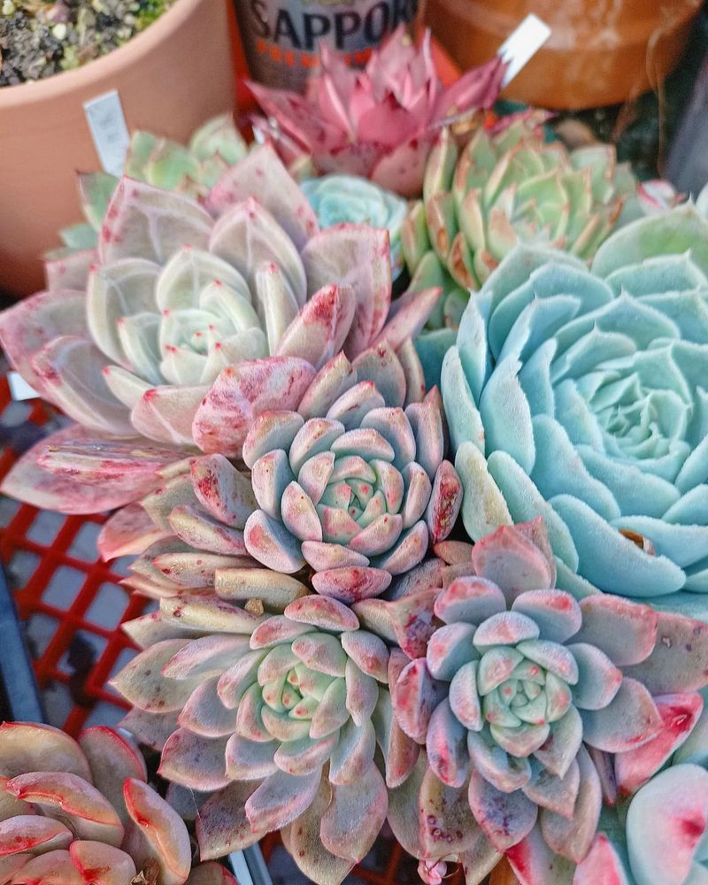 Echeveria