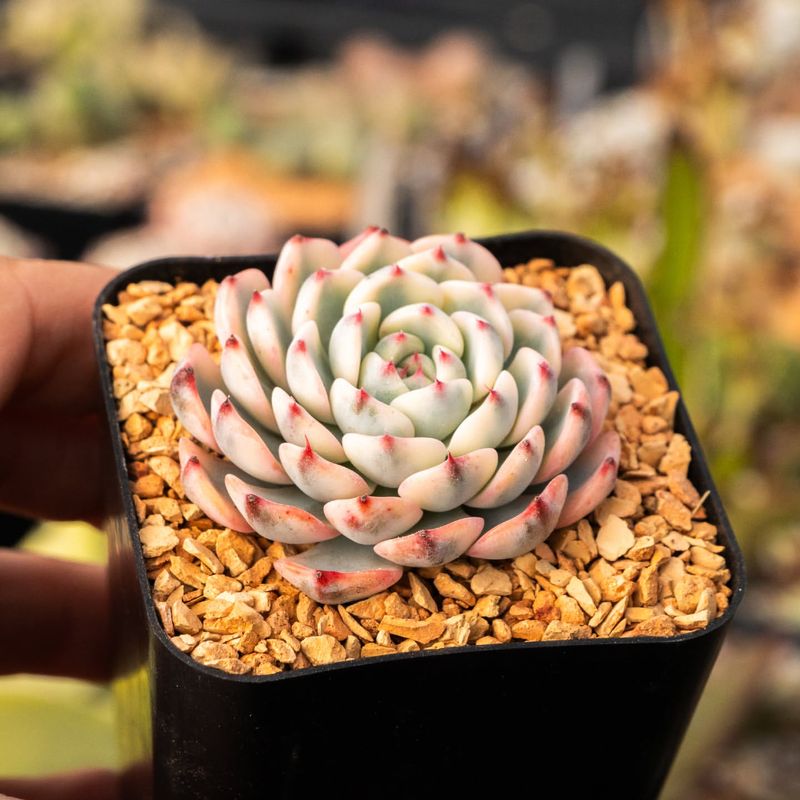 Echeveria 'Minima'