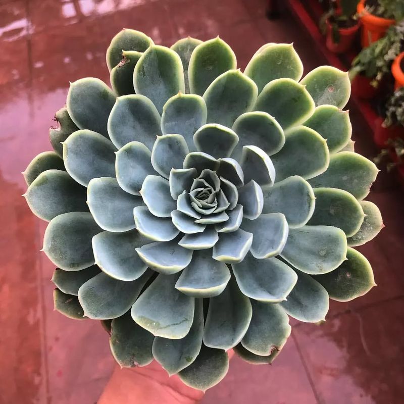 Echeveria 'Doris Taylor'