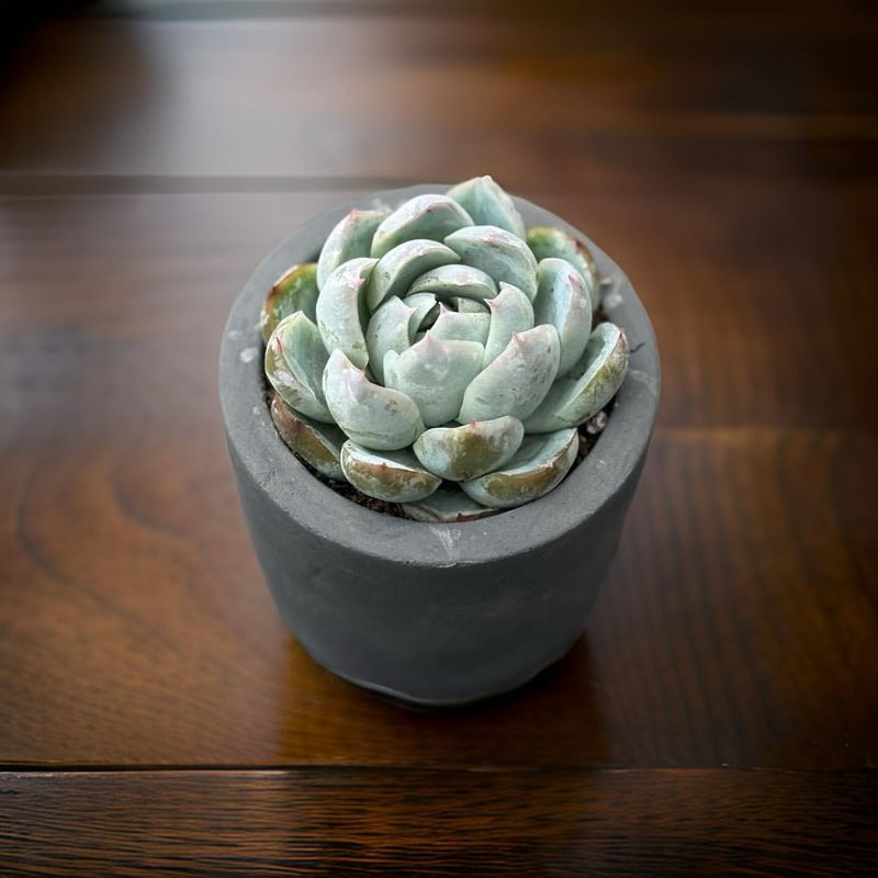 Echeveria 'Tippy'