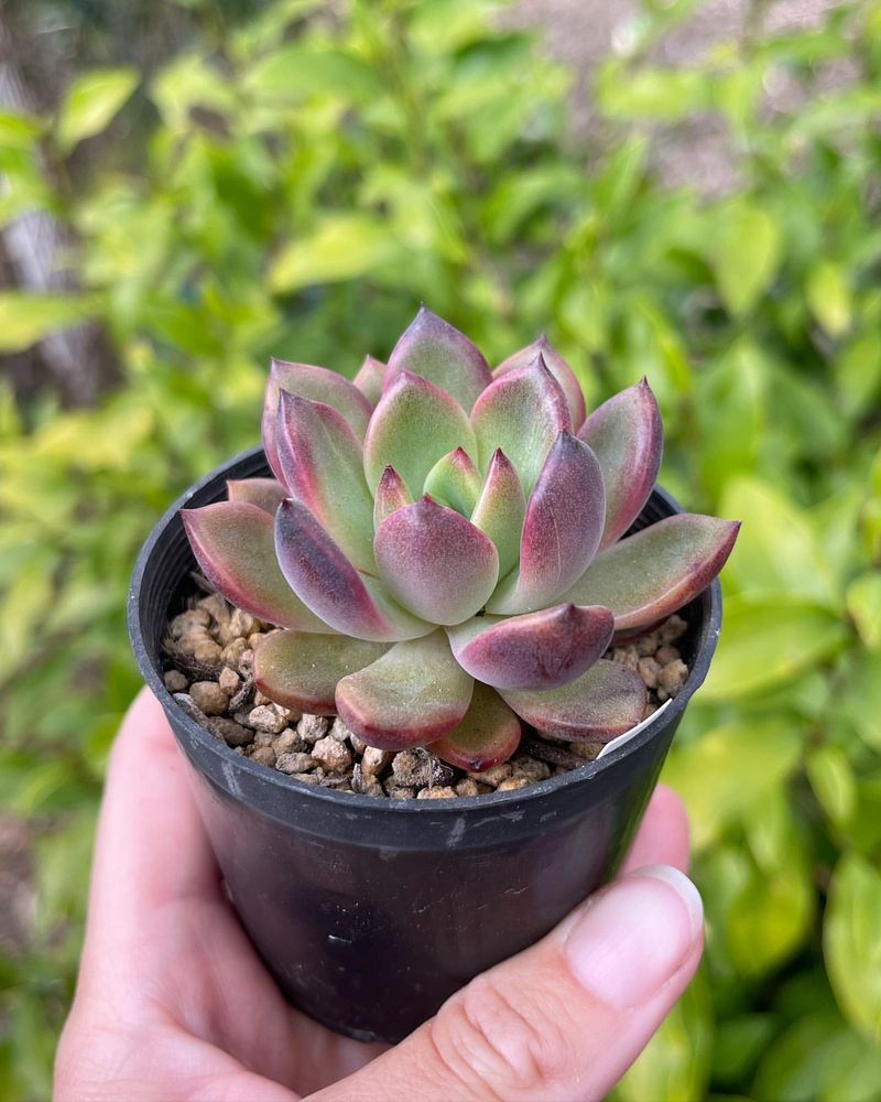 Echeveria