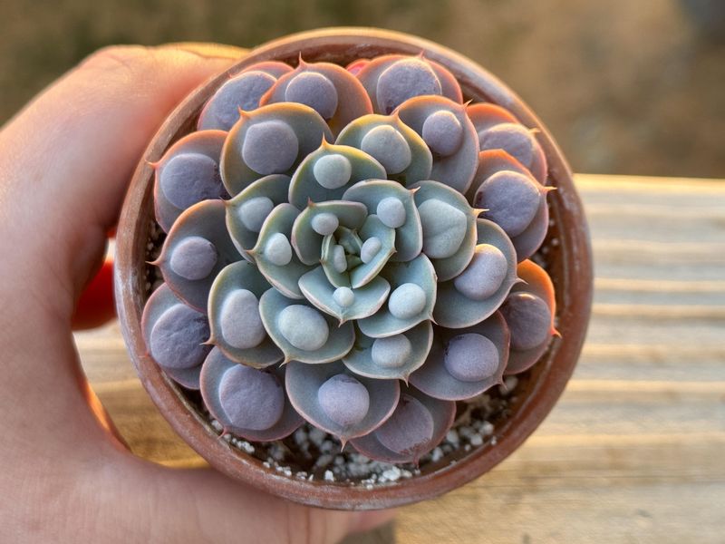 Echeveria